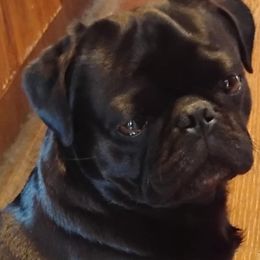 wicket - Pug