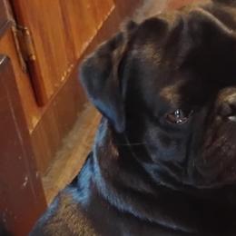 wicket - Pug