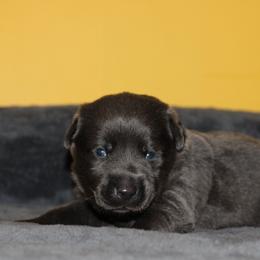 Karat - Black male Labrador Retriever puppy in Morrilton, Arkansas from Ancient Dogges Performance Dogs