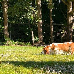 Sisi - Basset Hound