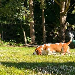 Sisi - Basset Hound