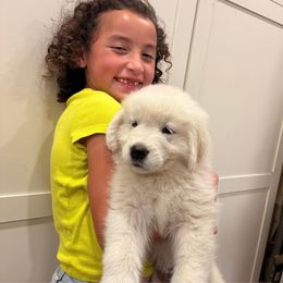 Pink-Blue Girl - White female Maremma Sheepdog puppy in Kings County, California from Prancing Pony Farm Maremma Sheepdogs