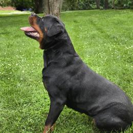 Cane Corso, Doberman Pinschers, and Rottweilers from Lazy A Ranch & Kennels