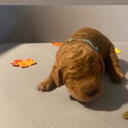 Saint Nick - teal collar - Apricot male Goldendoodle puppy in Brea, California from Dhalia’s Doodles