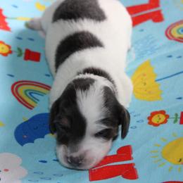 Cutler - Piebald male Dachshund puppy in Staley, North Carolina from Langley Farms Dachshunds
