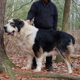 Central Asian Shepherd Dog and Skye Terrier All Grown Up from A Plus A