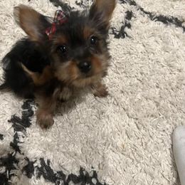 Yorkshire Terrier Puppies from Yorkietopia