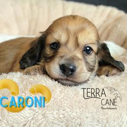 Macaroni - Cream male Dachshund puppy in Parma, Idaho from Terracane Dachshunds & Sunwell Golden Retrievers