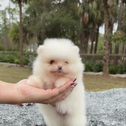 Tiny Princess Elsa - White female Pomeranian puppy in Naples, Florida from 🤎 Dreaming Puppies 🐶