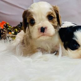 Cavalier King Charles Spaniel and Cavapoo Puppies from Northern’s Cute Cuddly Cava Poos and Cavaliers