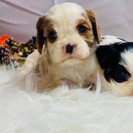 Cavalier King Charles Spaniel and Cavapoo Puppies from Northern’s Cute Cuddly Cava Poos and Cavaliers