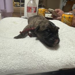 Maroon - Brindle female Mastiff puppy in Layton, Utah from 2A Mastifs