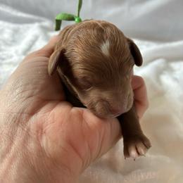 Rabbit - Red and white male Cockapoo puppy in Adrian, Oregon from ApplebyFarm