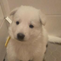Girl 1 - White female German Shepherd puppy in Tonopah, Nevada from Mercy's White Shepherds