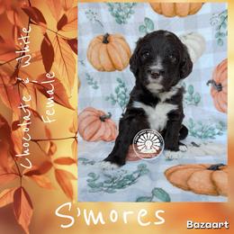 S'mores - Brown and white female Bernedoodle puppy in Godwin, North Carolina from Farm Sweet Farm Doodles
