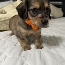 Dachshund Puppies from JB Doxies