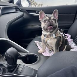 Mochi - French Bulldog