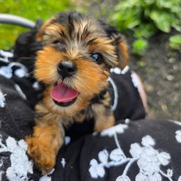 Happy - Black and tan male Yorkshire Terrier puppy in Bruceville, Indiana from Baby Girl’s Yorkies, Shih-Tzu, Shorkies