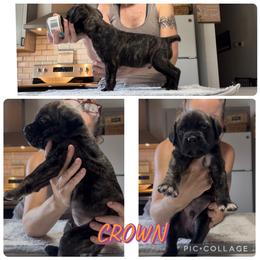 Orange collar Crown - Chestnut brindle male Cane Corso puppy in Scott County, Tennessee from Nuovo Inizi Kennels