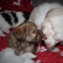 Havanese Puppies from Cloud 9 Havanese