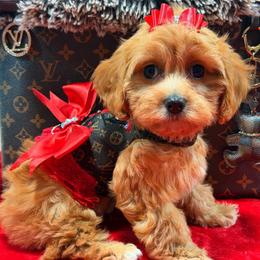 Ginger - Red female Cavapoo puppy in Cooper City, Florida from Jenny La Bone