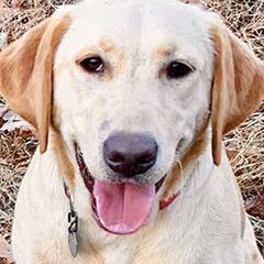 Labrador Retrievers from Chilbrook Kennels LLC