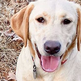 Labrador Retrievers from Chilbrook Kennels LLC