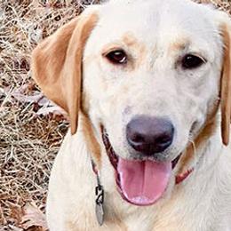 Labrador Retrievers from Chilbrook Kennels LLC
