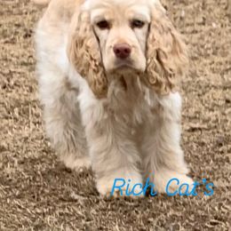 Biscuit - Cocker Spaniel