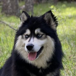 Kira - Black and white female Siberian Husky puppy in Littleton, Colorado from Pikes Peak Pomskies