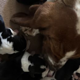 Basset Hounds from Badger State Bassets