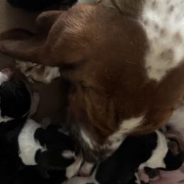Basset Hounds from Badger State Bassets