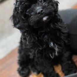 Kobe - Black and white male Cavapoo puppy in Seymour, Missouri from Fairview's Precious Pups