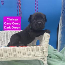 Cane Corso Puppies from God Of War Cane Corso