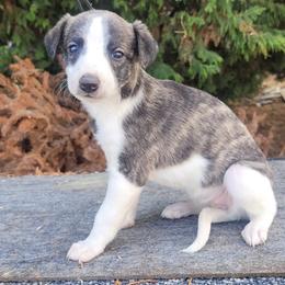 Fantacy - Red brindle female Whippet puppy in Goldendale, Washington from Amulet Charm