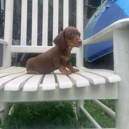 Lucy - Chocolate and tan female Dachshund puppy in Loxahatchee, Florida from Lazy Acres Farm & Long Back Ranch