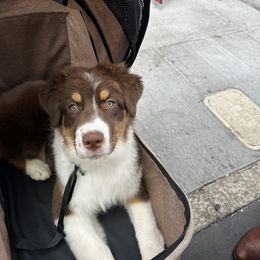 Australian Shepherd Puppies from Cloverdale Australian Shepherds