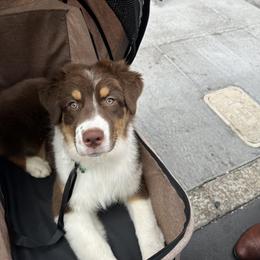 Australian Shepherd Puppies from Cloverdale Australian Shepherds