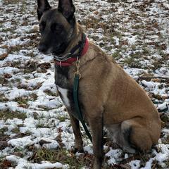 Blossom - Belgian Malinois