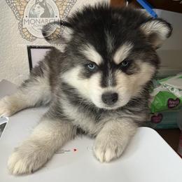 Boy 2 - Pomsky puppy from Monarch Pomskies | Northern Colorado