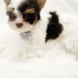 Love Bug. - Calm, Loving Yorkie Boy The Perfect Little Companion - Chocolate, tan and white male Yorkshire Terrier puppy in Azle, Texas from Texas Star Unique Yorkies