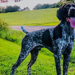 German Shorthaired Pointers from OutBark Dogs & Kennels