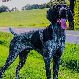 German Shorthaired Pointers from OutBark Dogs & Kennels