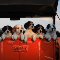 Llewellin Setter Puppies from Hickory Hollow Llewellin Setters, LLC