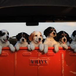 Llewellin Setter Puppies from Hickory Hollow Llewellin Setters, LLC