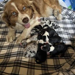 Australian Shepherd puppies from Pine Grove Aussies
