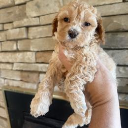 Fable - Red female Cockapoo puppy in Connersville, Indiana from MoonShine Babies