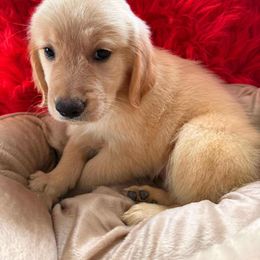 Golden Retriever Puppies from American True Golden retriever