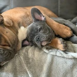 French Bulldogs from Bella Blu's Bullies