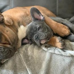 French Bulldogs from Bella Blu's Bullies